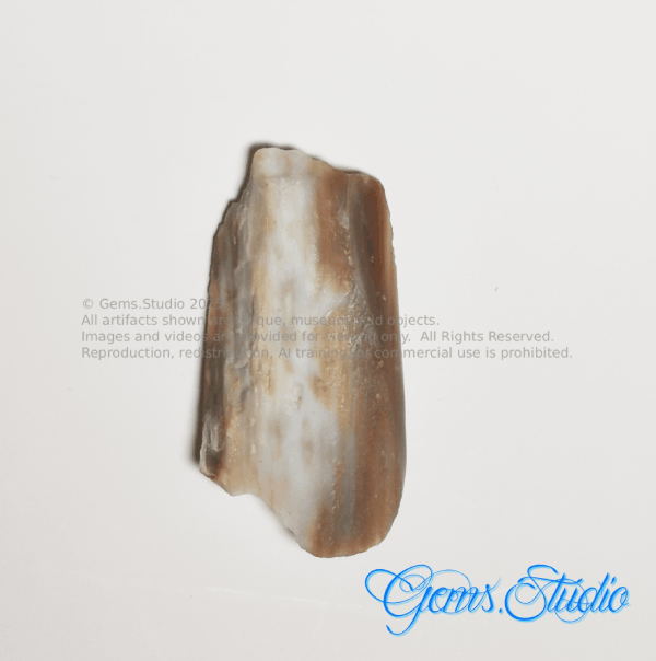 Petrified Wood