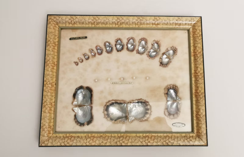 Vintage Ise-Shima National Park Cultured Akoya Pearl Shell Display with Real Pearl Samples