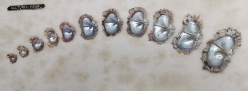 Vintage Ise-Shima National Park Cultured Akoya Pearl Shell Display with Real Pearl Samples