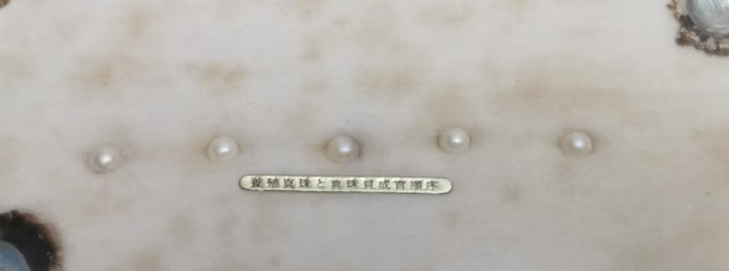 Vintage Ise-Shima National Park Cultured Akoya Pearl Shell Display with Real Pearl Samples