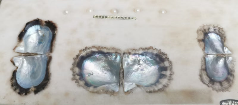 Vintage Ise-Shima National Park Cultured Akoya Pearl Shell Display with Real Pearl Samples
