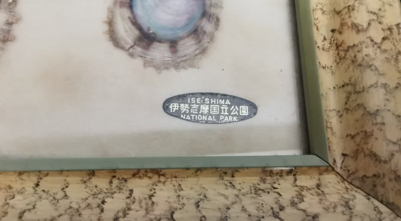 Vintage Ise-Shima National Park Cultured Akoya Pearl Shell Display with Real Pearl Samples